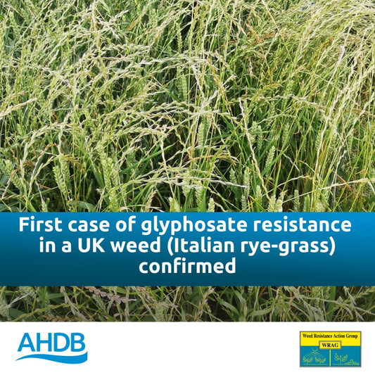 First Confirmed Case of Glyphosate-Resistant Italian Ryegrass in the UK