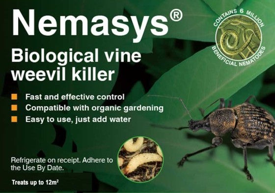 Vine Weevil Nematodes (12 sqm )